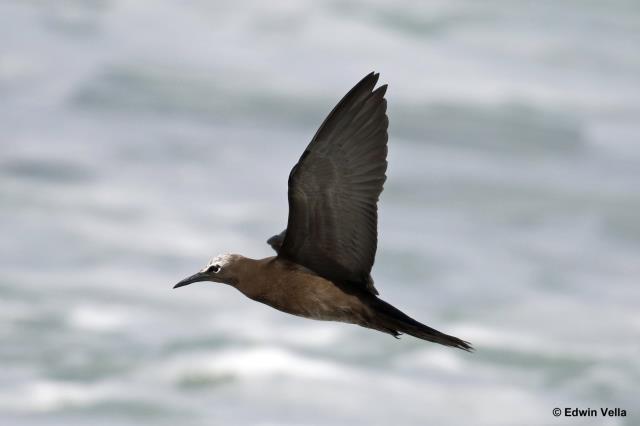 Birdline New South Wales Recent Sightings