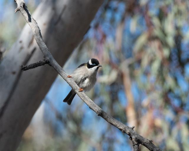 Birdline New South Wales Recent Sightings